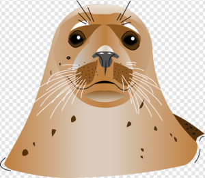 Harbor Seal PNG Transparent Images Download