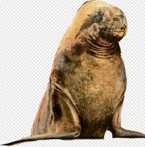 Harbor Seal PNG Transparent Images Download