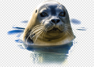 Harbor Seal PNG Transparent Images Download