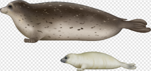 Harbor Seal PNG Transparent Images Download