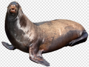 Harbor Seal PNG Transparent Images Download