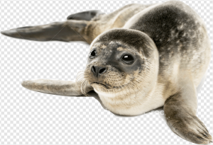 Harbor Seal PNG Transparent Images Download