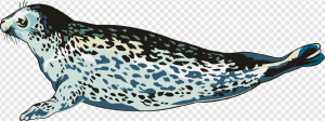 Harbor Seal PNG Transparent Images Download