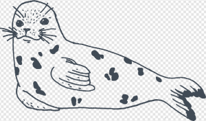 Harbor Seal PNG Transparent Images Download