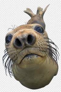 Harbor Seal PNG Transparent Images Download