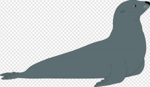 Harbor Seal PNG Transparent Images Download