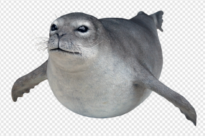 Harbor Seal PNG Transparent Images Download