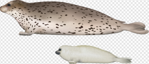 Harbor Seal PNG Transparent Images Download