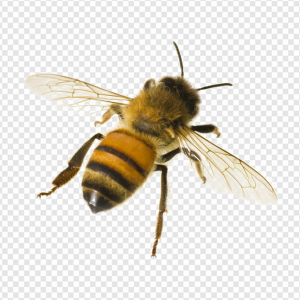 Bumblebee Insect PNG Transparent Images Download
