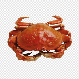 Crab Spider PNG Transparent Images Download