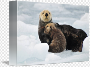Otter PNG Transparent Images Download