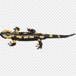 Salamander PNG Transparent Images Download