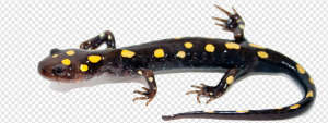 Salamander PNG Transparent Images Download
