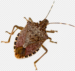 Stink Bug PNG Transparent Images Download