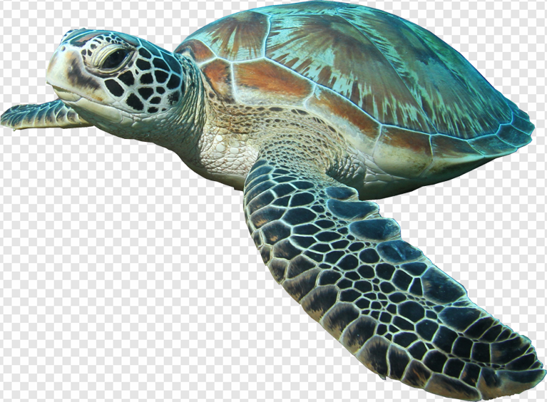 Turtle PNG Transparent Images Download - PNG Packs