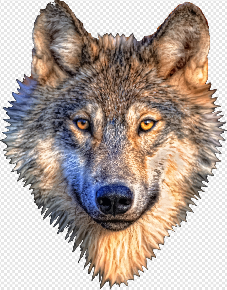 Wolf PNG Transparent Images Download - PNG Packs