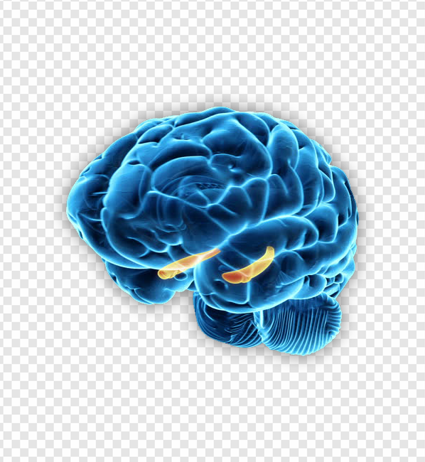 Brain PNG Transparent Images Download - PNG Packs