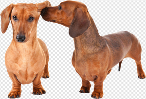 Dachshund PNG Transparent Images Download