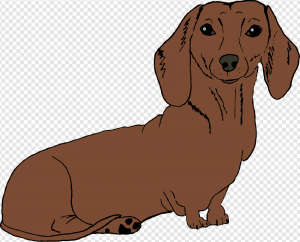 Dachshund PNG Transparent Images Download