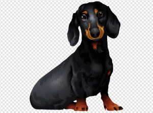 Dachshund PNG Transparent Images Download