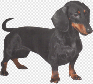 Dachshund PNG Transparent Images Download