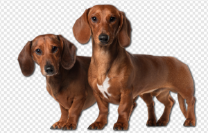 Dachshund PNG Transparent Images Download