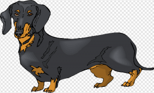 Dachshund PNG Transparent Images Download